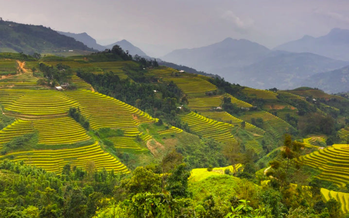 LUO HAN GUO: WHAT MAKES MONK FRUIT SPECIAL